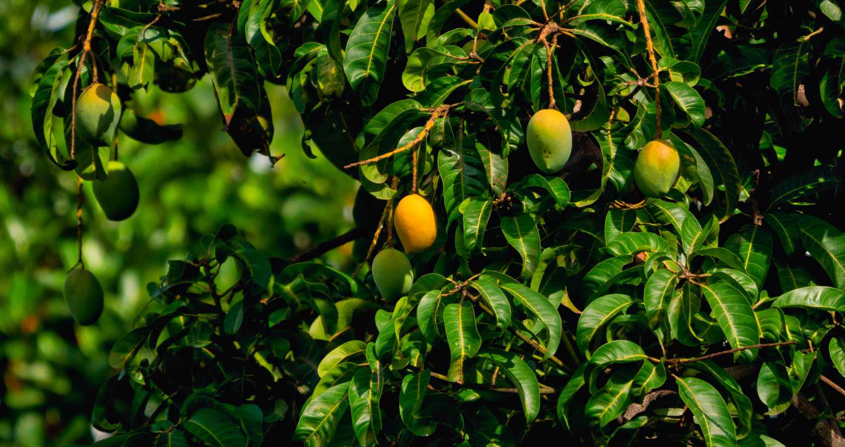 Mango Grove
