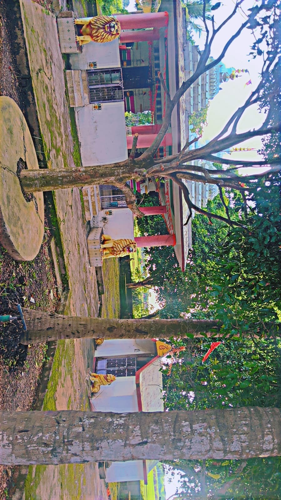 Maa PataBalungei Temple